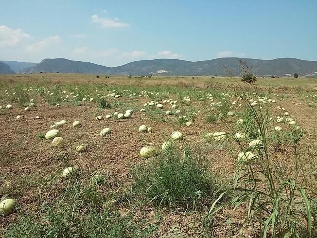 Karpuz Tarladan Artık Toplanmıyor
