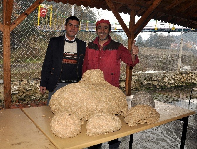 Sarıca Arılarının Yaptığı Kovanlar, Görenleri Şaşırttı