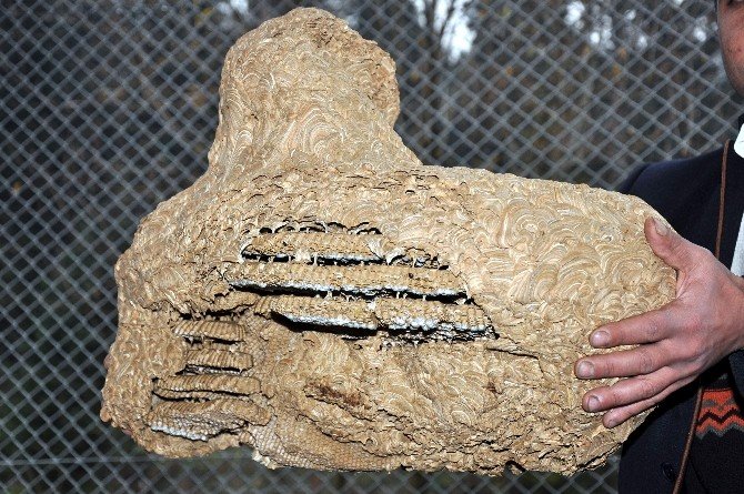 Sarıca Arılarının Yaptığı Kovanlar, Görenleri Şaşırttı