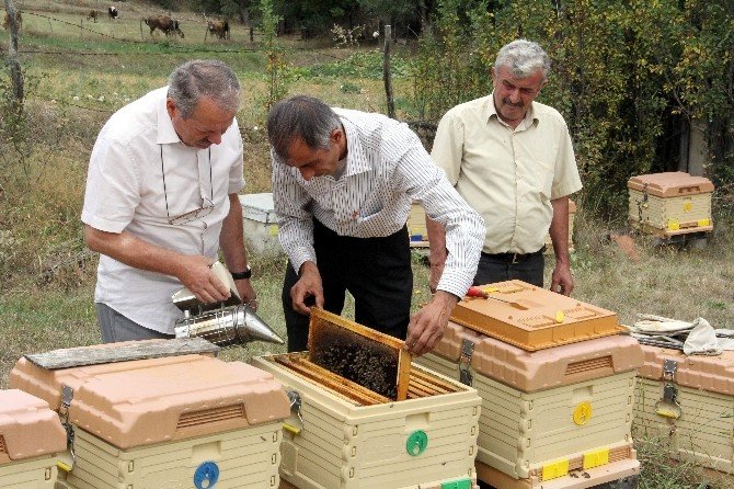 Yağışlar Bal Üretimini Yüzde 80 Düşürdü