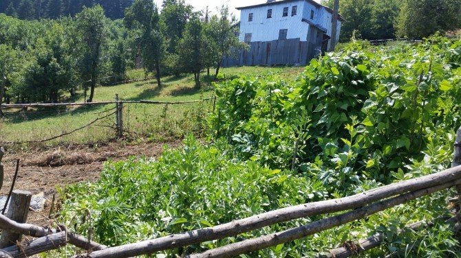 Kastamonu’da Kenevir Operasyonu