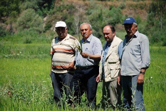 Tosya Pirinci Hastalık Tehlikesi İle Karşı Karşıya