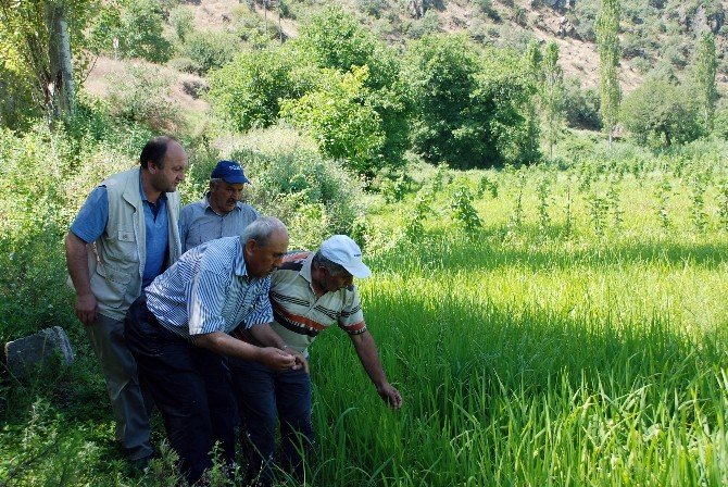 Tosya Pirinci Hastalık Tehlikesi İle Karşı Karşıya