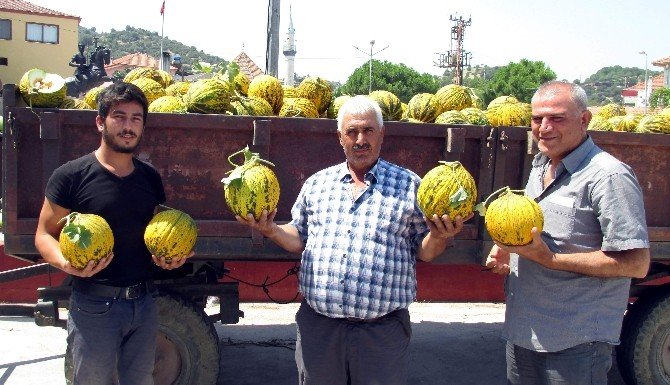 Kavun Üreticisinin Ağzının Tadı Yok