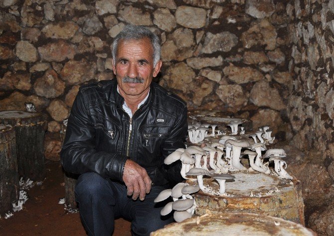 Köylünün Cebine "Kayın Mantarı" Dopingi