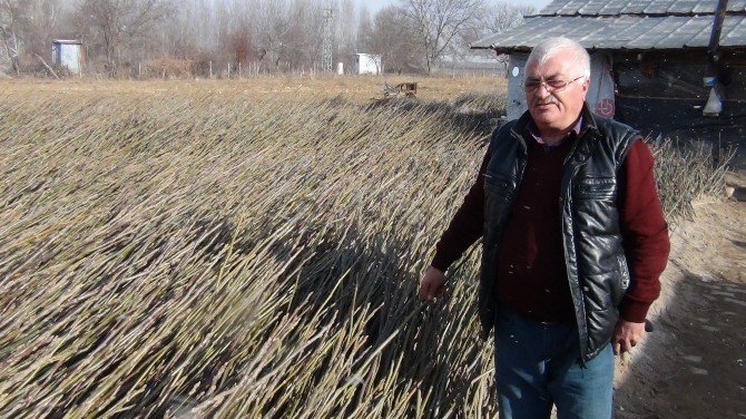 Ab’nin Ceviz Fidanları Simav’dan