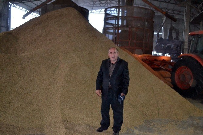 Çeltik Üreticisi Fiyat Bekliyor