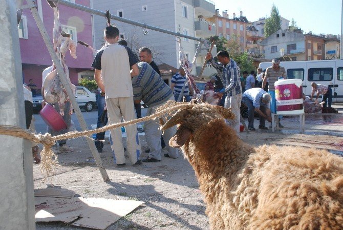 Tokat’ta Acemi Kasaplar Hastanelik Oldu
