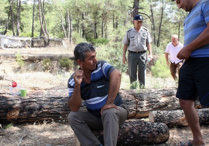 Ağaç Kesimini Köylü Önledi