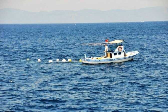 Kırmızı Mercanlar Özgürlüğüne Kavuşturuluyor