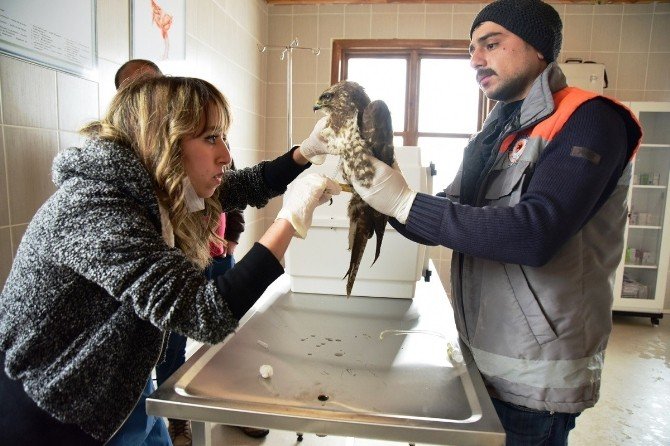 Kuş Cenneti’nde Hasta Kuşlara Özel Bakım