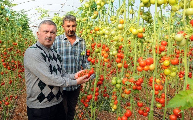 Kriz Endişesi Türk Domatesine Yeni Pazarlar Kazandırdı