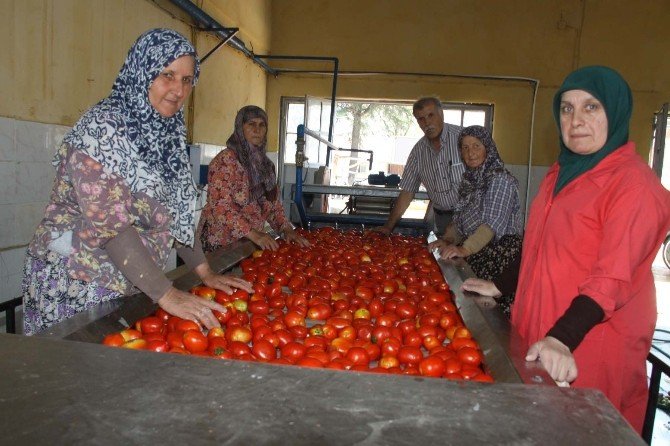 İnegöl’den Hollanda’ya 600 Ton Salça İhraç Edilecek