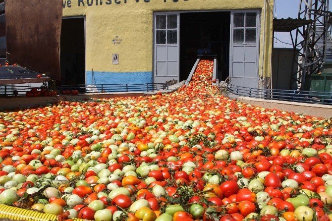 İnegöl’den Hollanda’ya 600 Ton Salça İhraç Edilecek