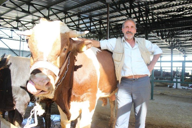 1 Yıllık Emekli Maaşına Kurbanlık