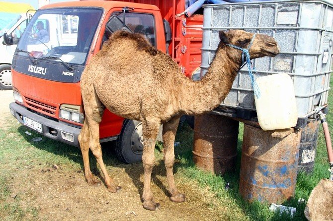 Kurban Pazarının Gözdesi Deve Ve Vezir İsimli 1 Tonluk Boğa