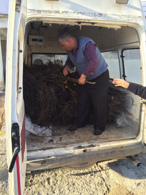 Küre’de 1470 Adet Fidan Dağıtıldı