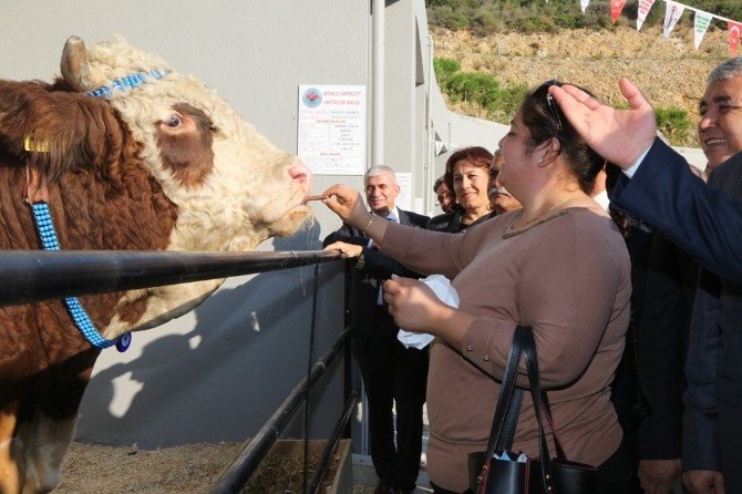 Anadolu Expo 2. Canlı Hayvan Fuarı Kuşadası’nda Başladı