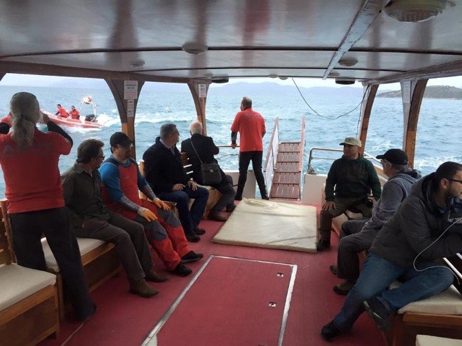 Akdeniz Foku Kuşadası Körfezi’ne Bırakıldı