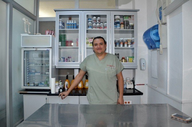 Yaz Aylarında Kedi Ve Köpek Bakımını Püf Noktaları