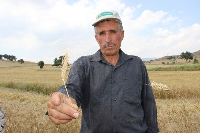 Buğdayda Bu Yıl Hem Rekolte Hem De Kalite Düşük