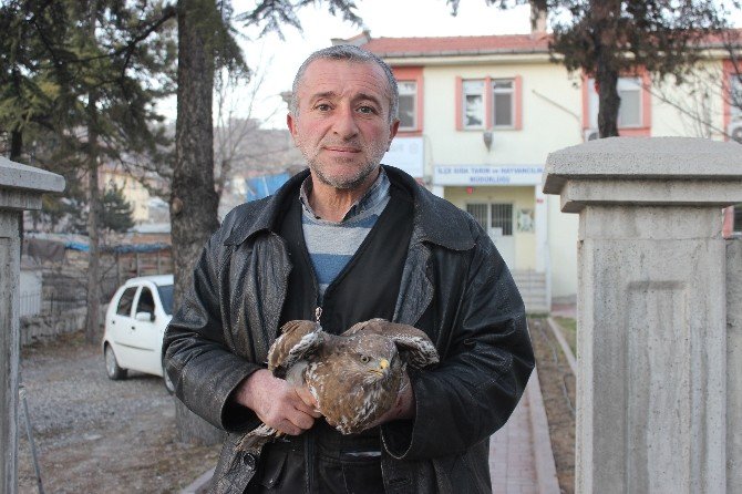 Elektrik Trafosunda Çarpılan Kartal Kurtarıldı