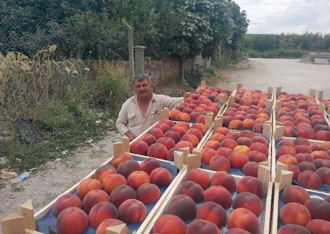 Şeftalide İç Piyasa, İhracatı Solladı