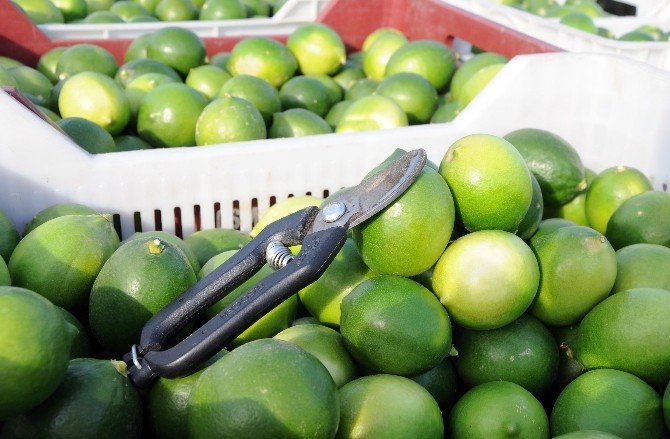 Limonun Ateşini Hasat Düşürdü