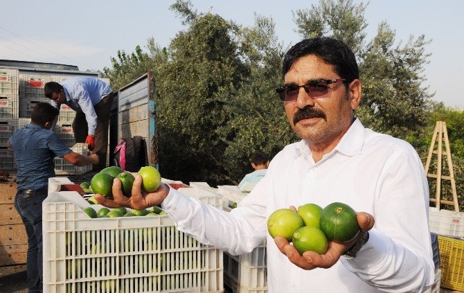 Limonun Ateşini Hasat Düşürdü