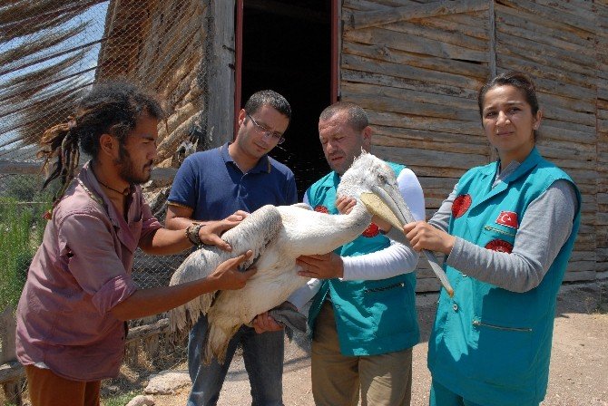 Denizli’de Bulunan Yaralı Pelikan Burdur’da Tedavi Altına Alındı