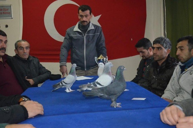 Malatya’da Güvercin Yarışması Yapılacak