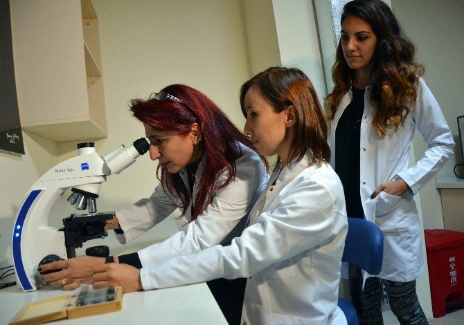 Kanser Araştırmalarında Rota Kök Hücreye Çevrildi