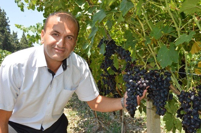 Türkiye’nin En Erkenci Üzümü İçin Çalışılıyor