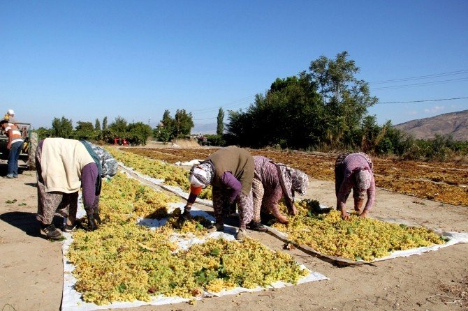 Kuru Üzümler Gıda Kurullarına Uygun Kurutuluyor
