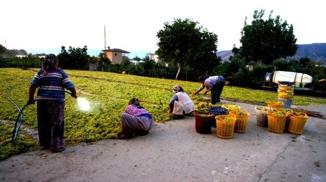 ’Kuru Üzüm Mazotla Kurutuluyor’ Açıklamasına Tepki Sürüyor
