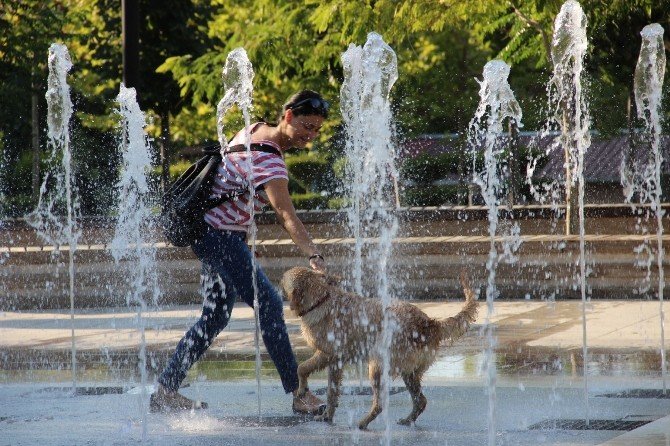 Sıcaktan Bunalan Köpek Su Fıskiyesinde Serinledi