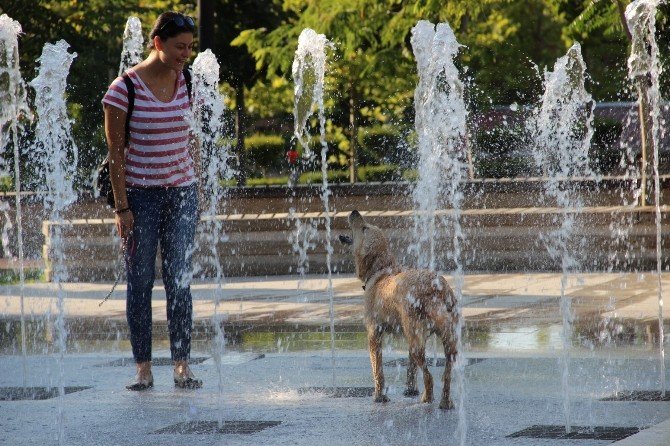 Sıcaktan Bunalan Köpek Su Fıskiyesinde Serinledi