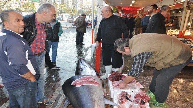 Marmara’da 220 Kiloluk Orkinos Yakalandı