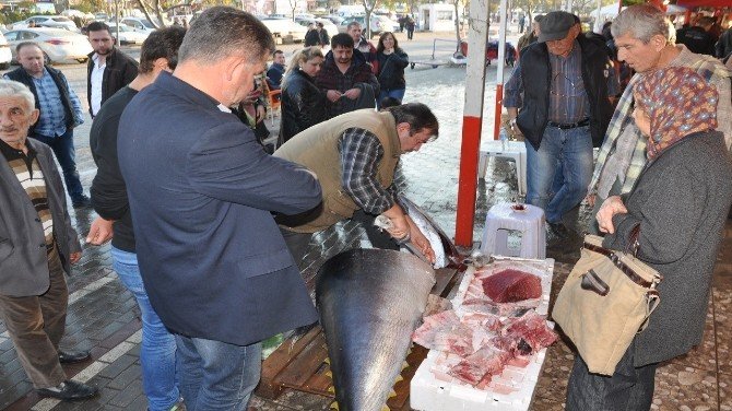 Marmara’da 220 Kiloluk Orkinos Yakalandı