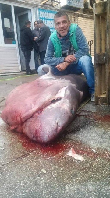 Ağlara 700 Kiloluk Köpek Balığı Takıldı