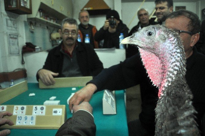Zonguldak’ta Hindili Okey Turnuvası