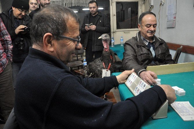 Zonguldak’ta Hindili Okey Turnuvası
