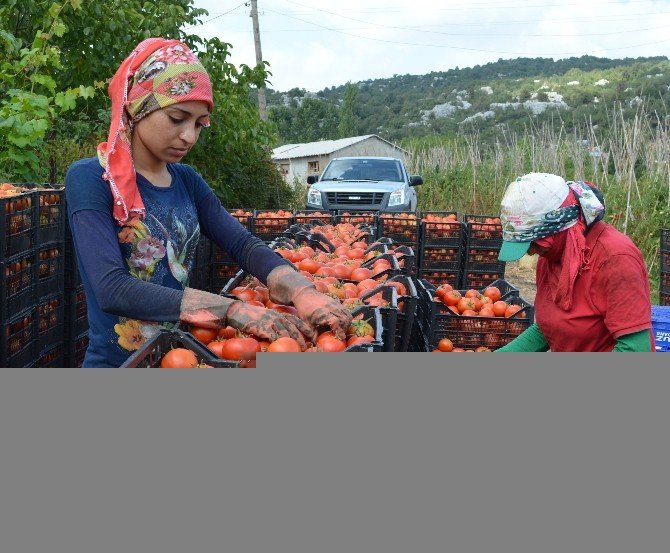 Domates Fiyatı Dibe Vurdu