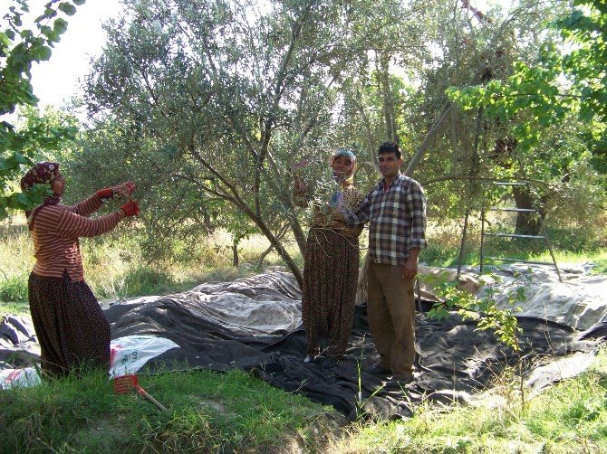 Zeytin Fiyatları İkiye Katladı