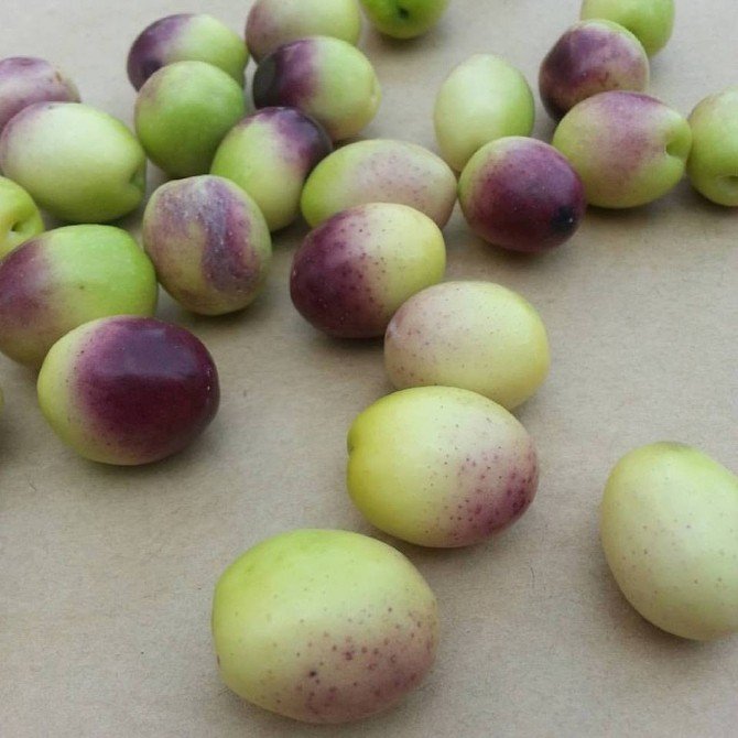 Zeytin Fiyatları İkiye Katladı