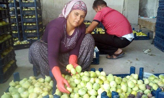 İncir Üreticinin Yüzünü Güldürdü