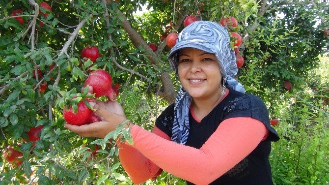 Terör Olayları Nar Üreticisini De Vurdu