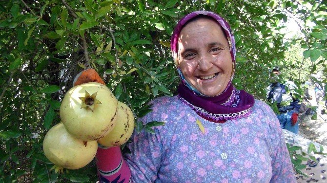 Narlar Kış Uykusuna Yatırıldı
