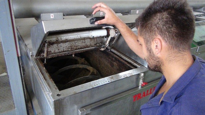Zeytin Üreticisi Altın Yılını Yaşayacak