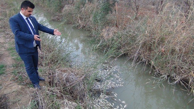 Silifke’de Binlerce Balık Telef Oldu